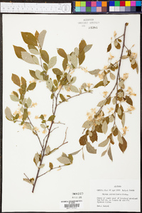 Styrax americanus image