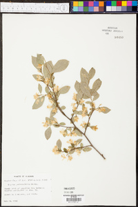 Styrax americanus image