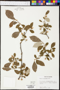 Styrax americanus image