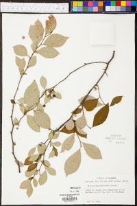 Styrax americanus var. pulverulentus image