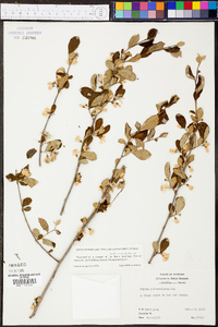 Styrax americanus image