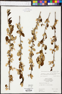 Styrax americanus var. pulverulentus image