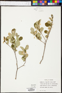 Styrax americanus var. pulverulentus image