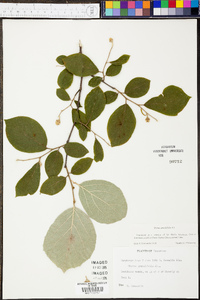 Styrax grandifolius image