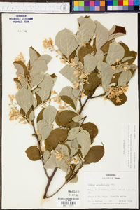 Styrax grandifolius image