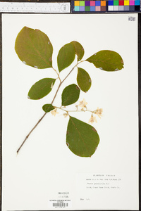 Styrax grandifolius image