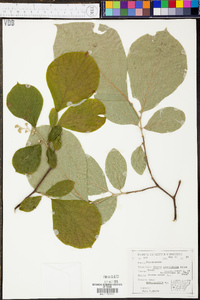 Styrax grandifolius image