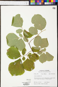 Styrax grandifolius image