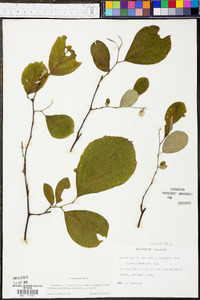 Styrax grandifolius image