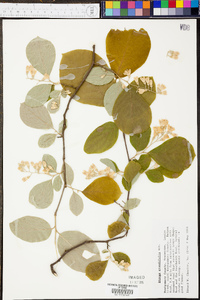 Styrax grandifolius image