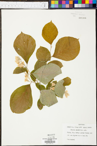 Styrax grandifolius image