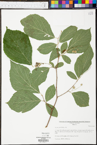 Styrax grandifolius image