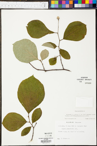 Styrax grandifolius image