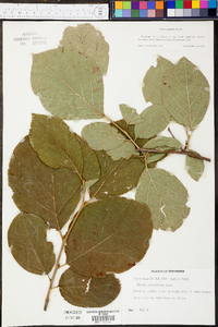 Styrax grandifolius image