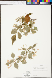 Styrax grandifolius image