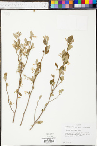 Styrax americanus image