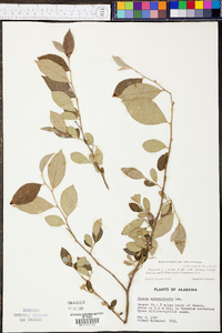 Styrax americanus image