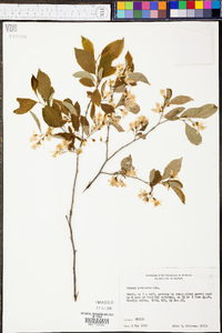 Styrax americanus var. americanus image