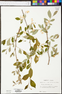 Styrax americanus var. americanus image