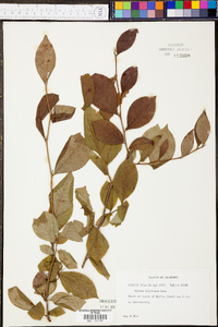 Stewartia malacodendron image