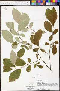 Styrax americanus image