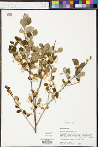 Styrax americanus image