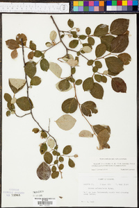 Styrax americanus var. americanus image