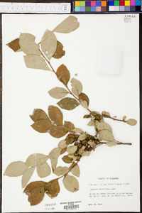 Styrax americanus var. americanus image