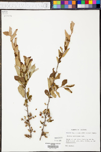 Styrax americanus image