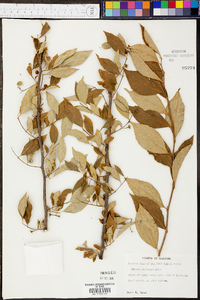 Styrax americanus var. americanus image