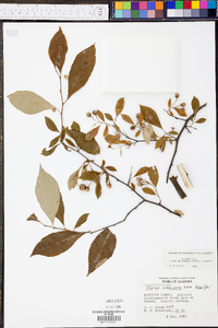 Styrax americanus image