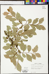 Styrax americanus var. americanus image