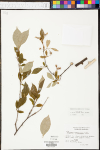Styrax americanus var. americanus image