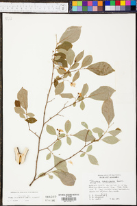 Styrax americanus var. americanus image