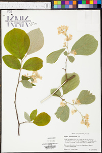 Styrax americanus var. americanus image