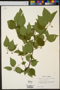 Celtis tenuifolia image