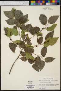 Celtis tenuifolia image