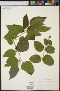 Celtis tenuifolia image