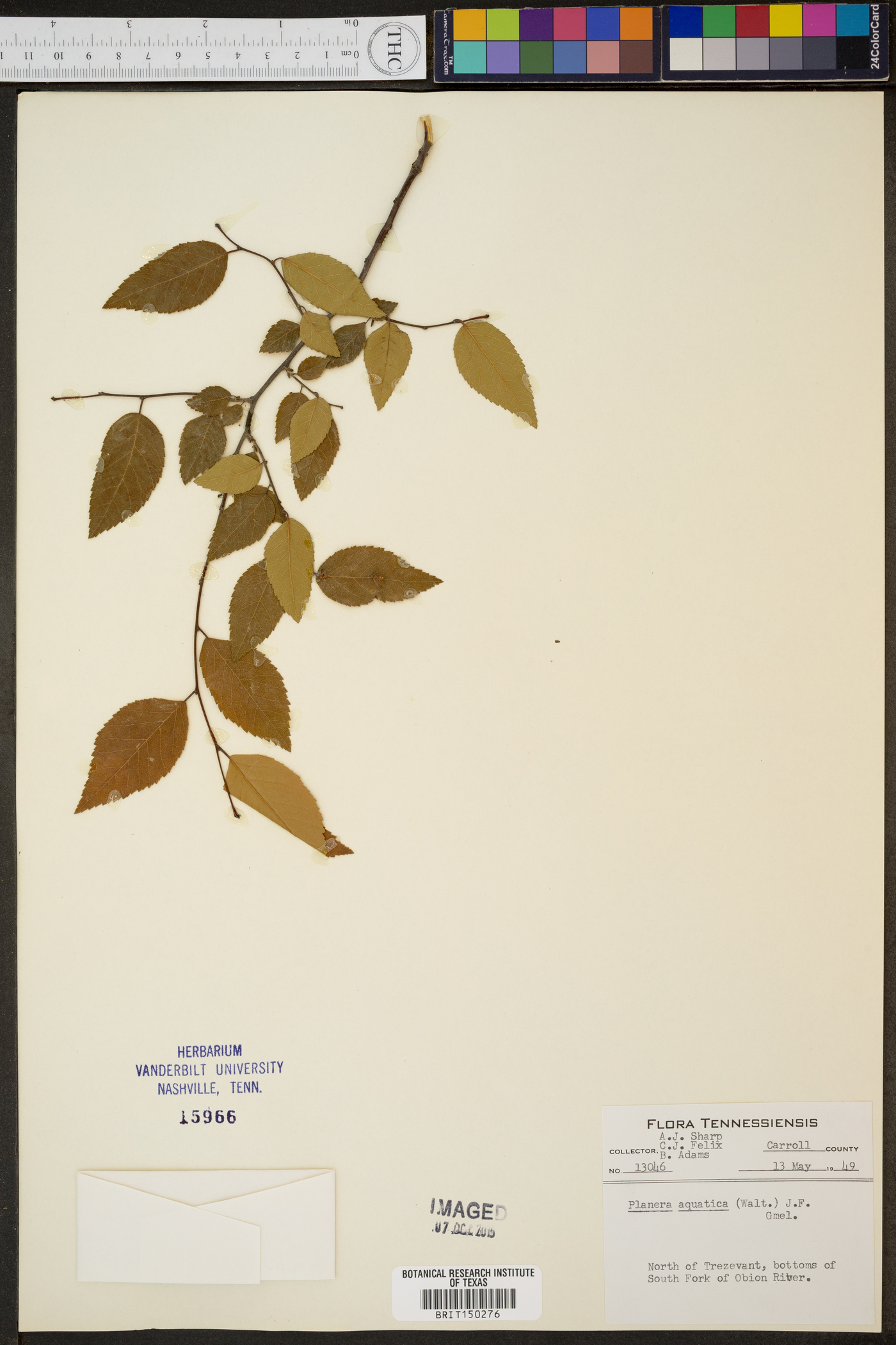 Planera aquatica image