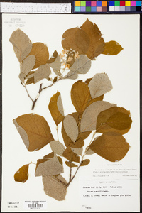 Styrax grandifolius image