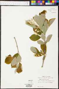 Styrax grandifolius image