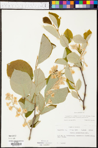 Styrax grandifolius image