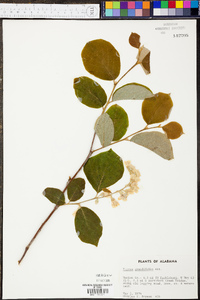 Styrax grandifolius image