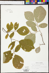 Styrax grandifolius image