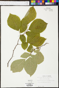 Styrax grandifolius image