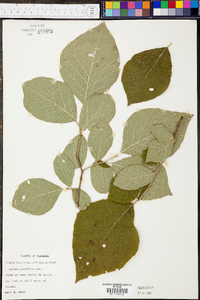 Styrax grandifolius image