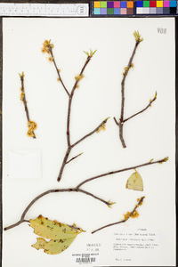 Symplocos tinctoria image