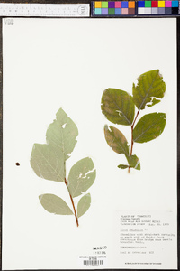 Dirca palustris image
