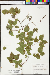 Celtis tenuifolia image