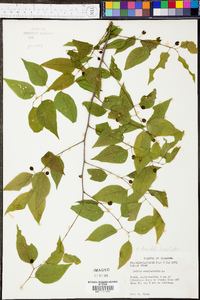 Celtis tenuifolia image